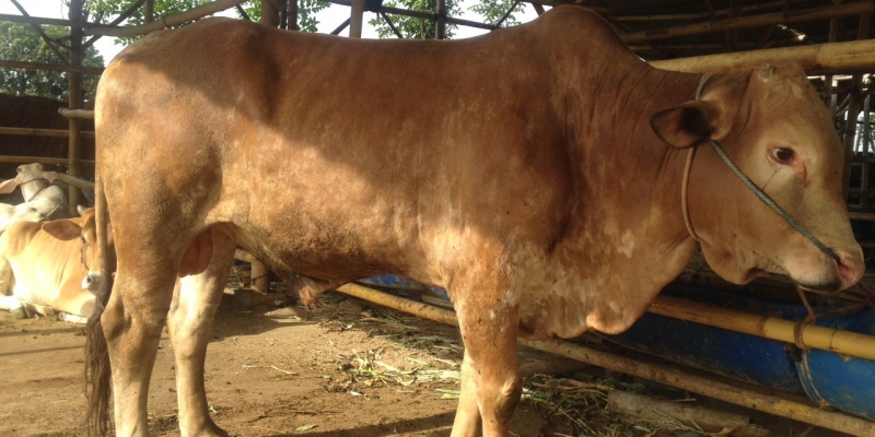 Harga Qurban Sapi 2020 | YDSF