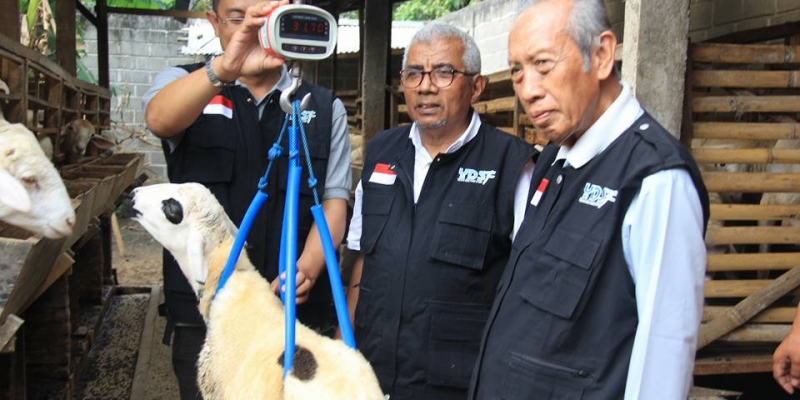 PENGECEKAN TIM YDSF DI KANDANG QURBAN