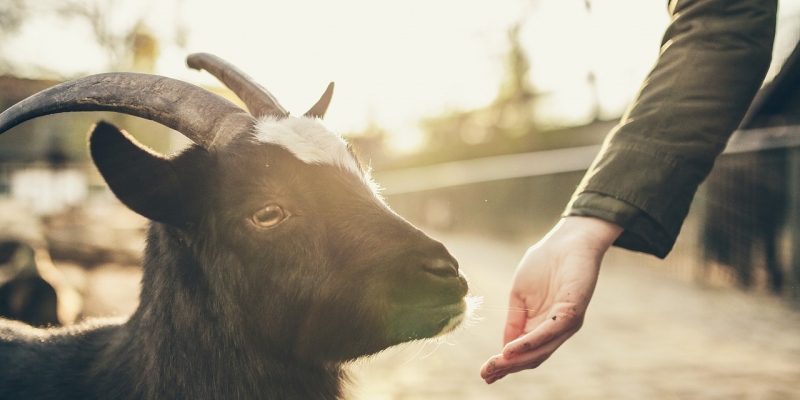 Makna Qurban dalam Islam | YDSF