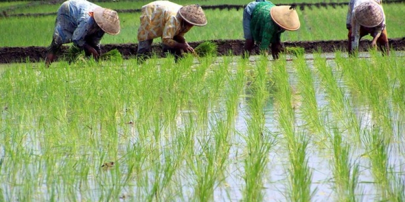 Bertani, Pekerjaan yang Disukai Allah | YDSF