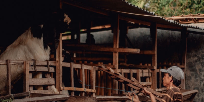 Hikmah Tebarkan Qurban ke Pelosok | YDSF