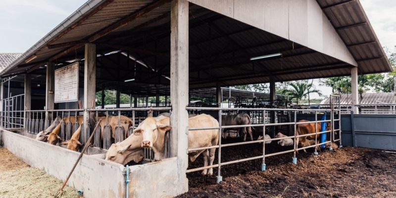 Qurban, Refleksi Pengorbanan Haqiqi | YDSF
