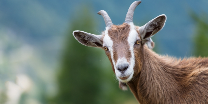 Belum Aqiqah Boleh Qurban | YDSF