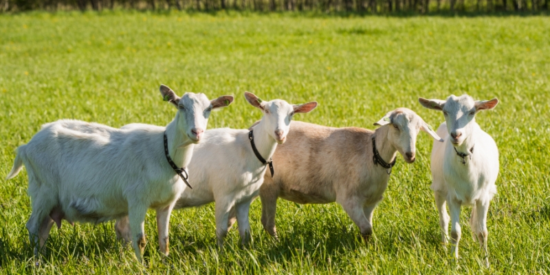 Qurban, Wujud Patuh Perintah Allah | YDSF