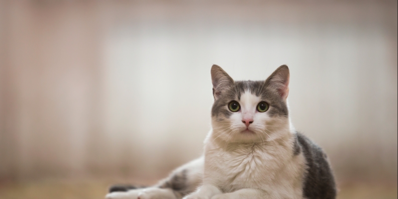 Jual Beli Kucing dalam Islam | YDSF